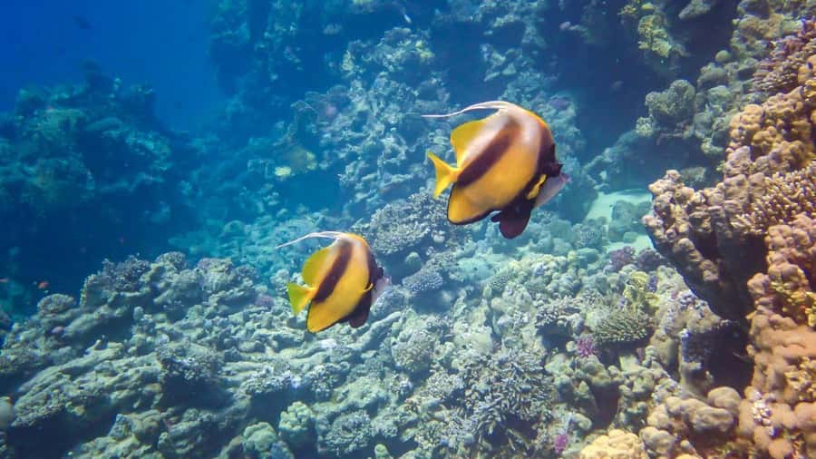 Hurghada: 3 Islands, Dolphins & Snorkel Yacht Trip w/ Lunch - Pickup is useful, but allow extra time