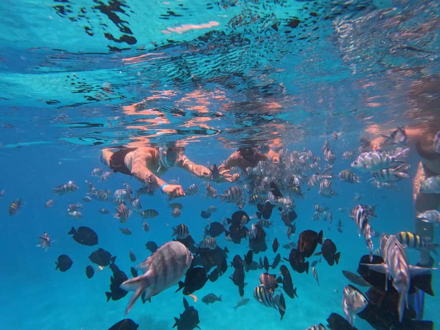 Hurghada: 4 Island Hopping Tour Dolphin, Snorkeling & Lunch - Nemo Island and its quieter pace