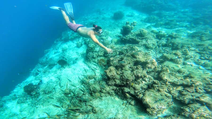 Hurghada: Day Snorkeling with Dolphins - The dolphin stop: beautiful, but not controlled