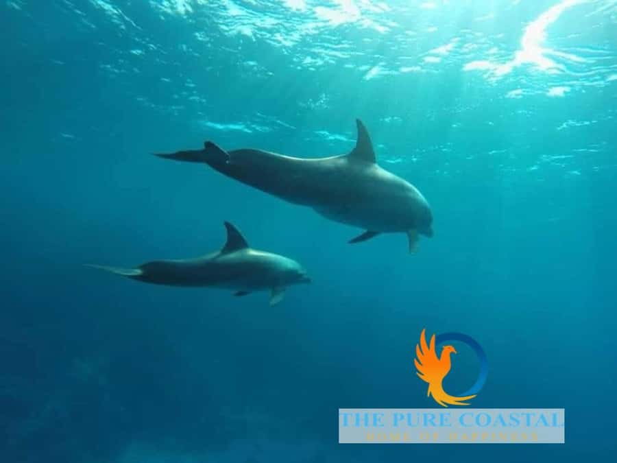 Hurghada: Day Snorkeling with Dolphins - The inflatable ride and lunch break