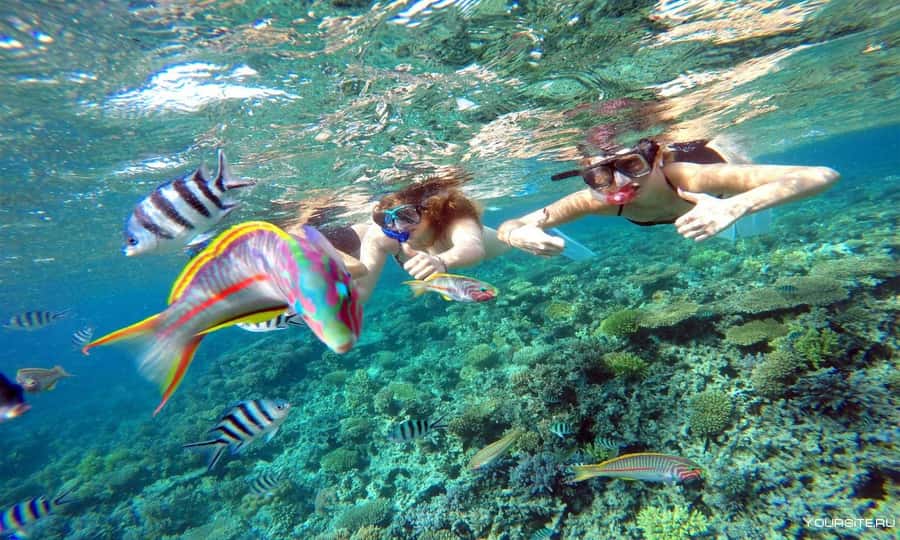 Hurghada: Day Snorkeling with Dolphins - What $42 buys you