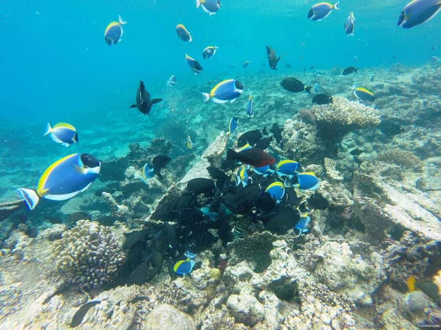 Hurghada: Day Snorkeling with Dolphins - Hotel pickup and the early start