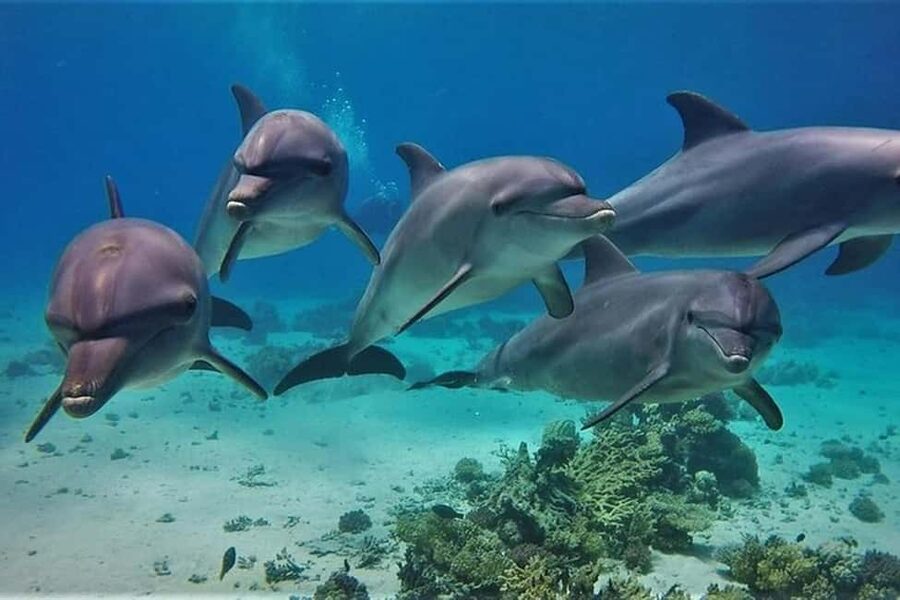 Hurghada: Dolphin & Coral Reef Snorkeling Tour with Lunch - Key points before you book