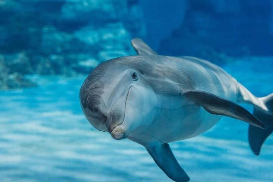 Hurghada: Dolphin & Coral Reef Snorkeling Tour with Lunch - Setting sail from Hurghada
