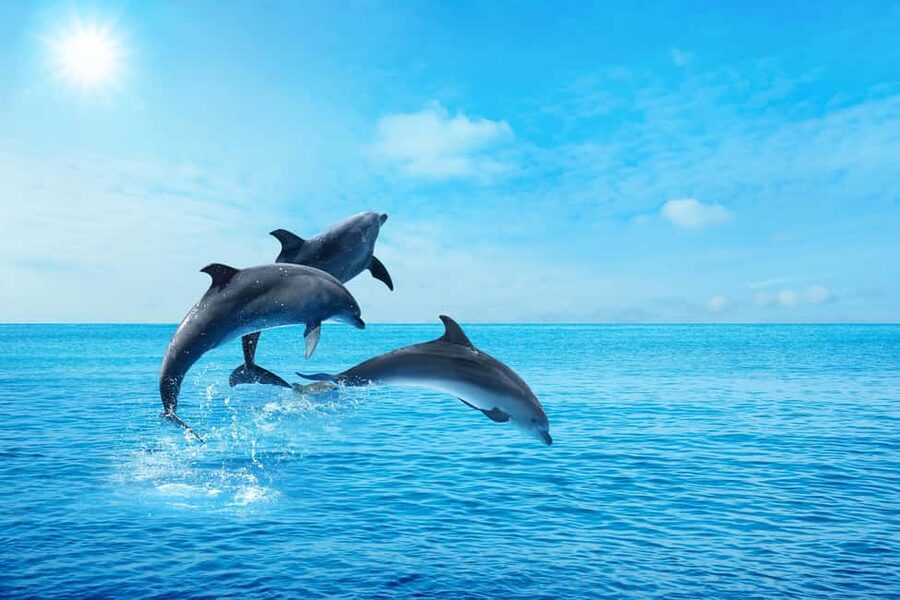 Hurghada: Dolphin & Coral Reef Snorkeling Tour with Lunch - Who will enjoy this Red Sea outing