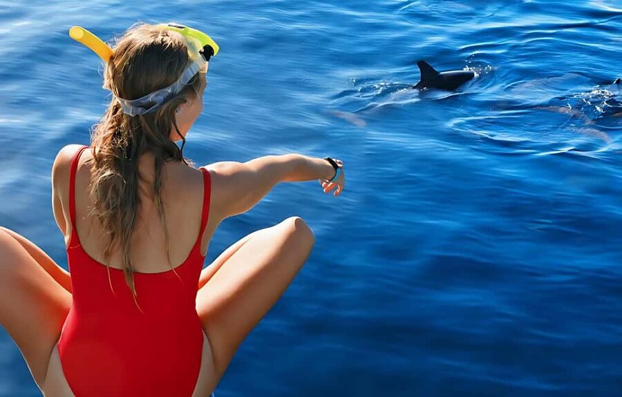 Hurghada: Dolphin Cruise with Snorkeling & Buffet Lunch - Searching for dolphins in the open sea