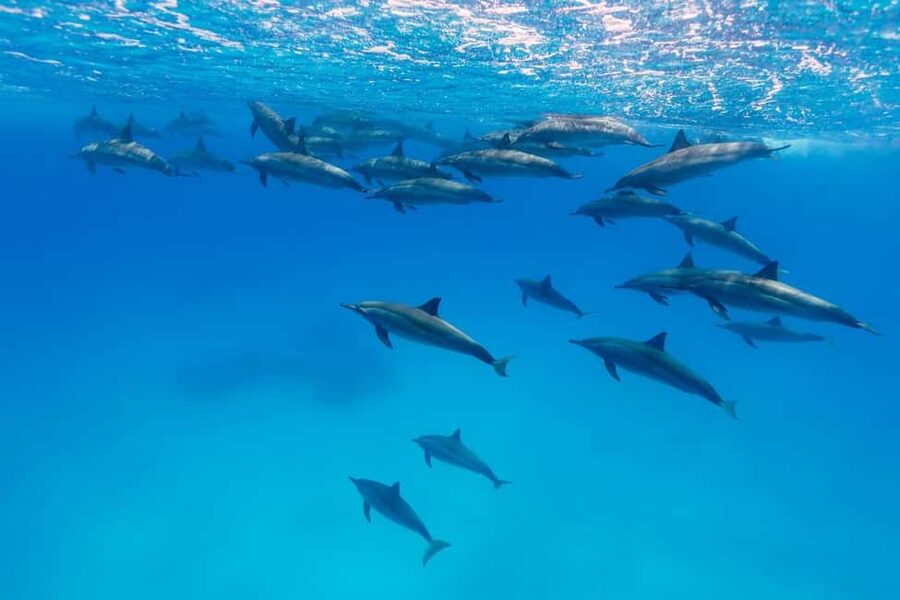 Hurghada: Dolphin Watching Boat Tour with Snorkeling & Lunch - Banana boat, sofa boat, and the lighter side of the day
