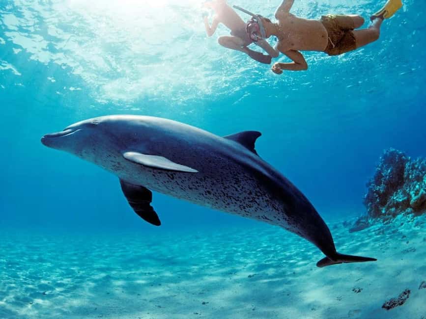 Hurghada: Dolphin Watching Boat Tour with Snorkeling & Lunch - Who will enjoy this Hurghada excursion