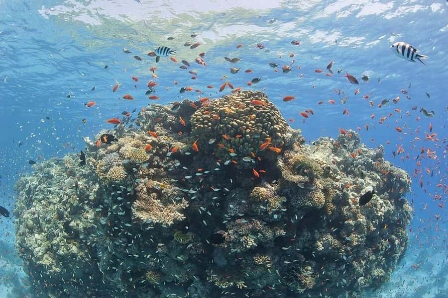 Hurghada: Full-Day Snorkeling Tour in Sharm El Naga w/Lunch - Who will enjoy this day most