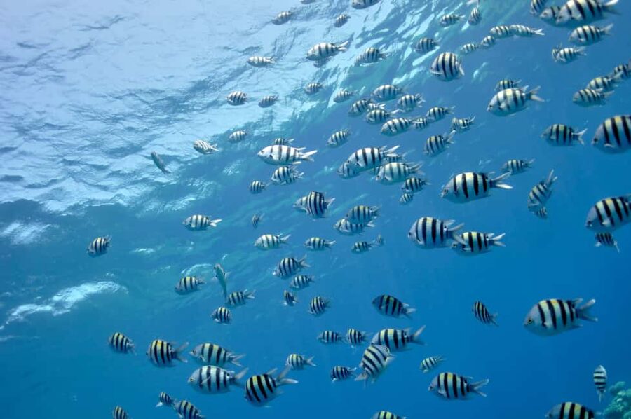 Hurghada: Glass Boat & Snorkeling with Optional Parasailing - Quick Takeaways