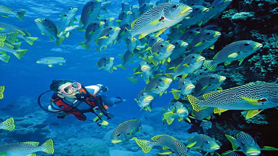 Hurghada:Luxury Diving & Snorkeling inc/Island/Lunch/Massage - Orange Bay: pretty water, soft sand, and plenty of people