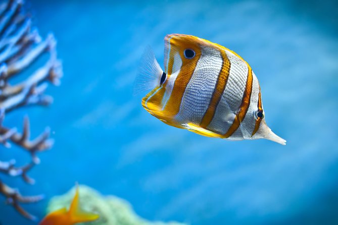 Hurghada: Orange Bay, Snorkeling, Watersports, Lunch & Drinks - The crew, safety, and first-time snorkelers