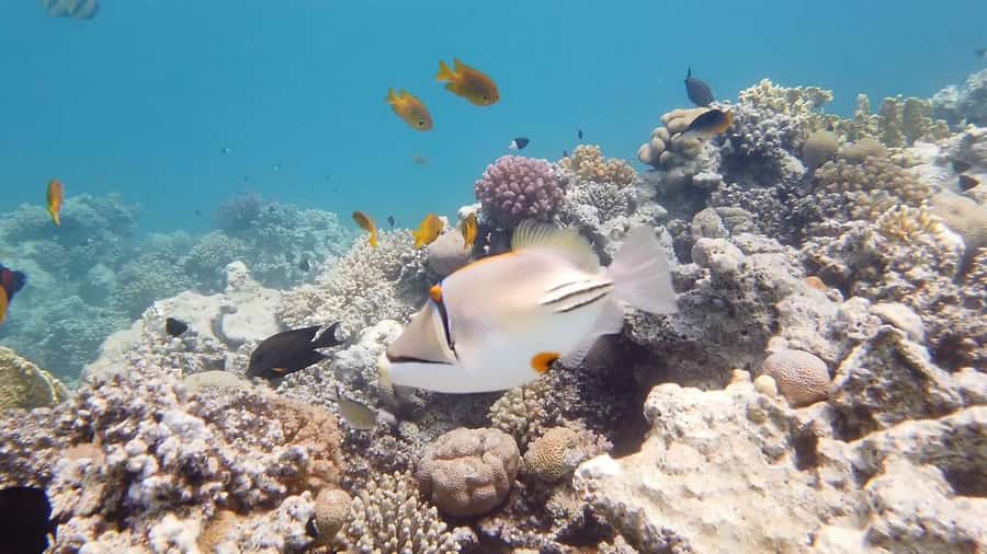 Hurghada: Premium Island Cruise with Lunch and snorkeling - Small details that make the day easier