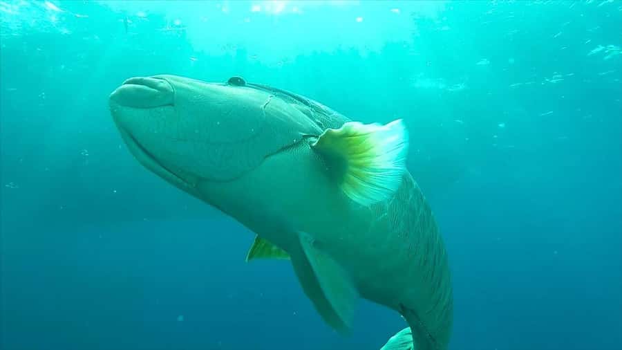 Hurghada: Premium Island Cruise with Lunch and snorkeling - Orange Bay gives the day an island pause