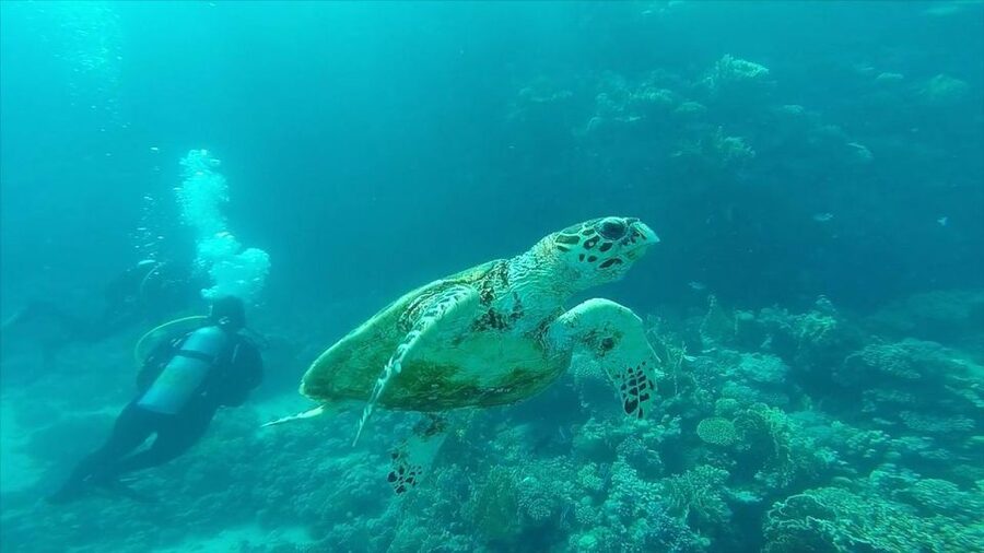 Hurghada: Premium Island Cruise with Lunch and snorkeling - Lunch is simple, fresh, and useful