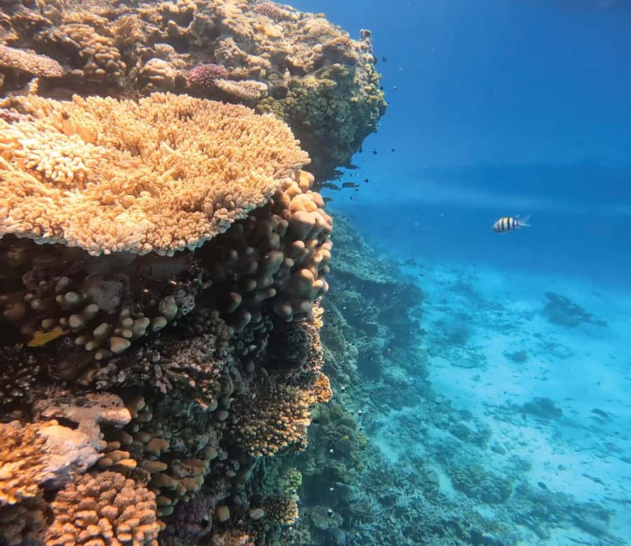 Hurghada: Premium Orange Island Cruise with Lunch & Transfer - Leaving Hurghada for the Red Sea
