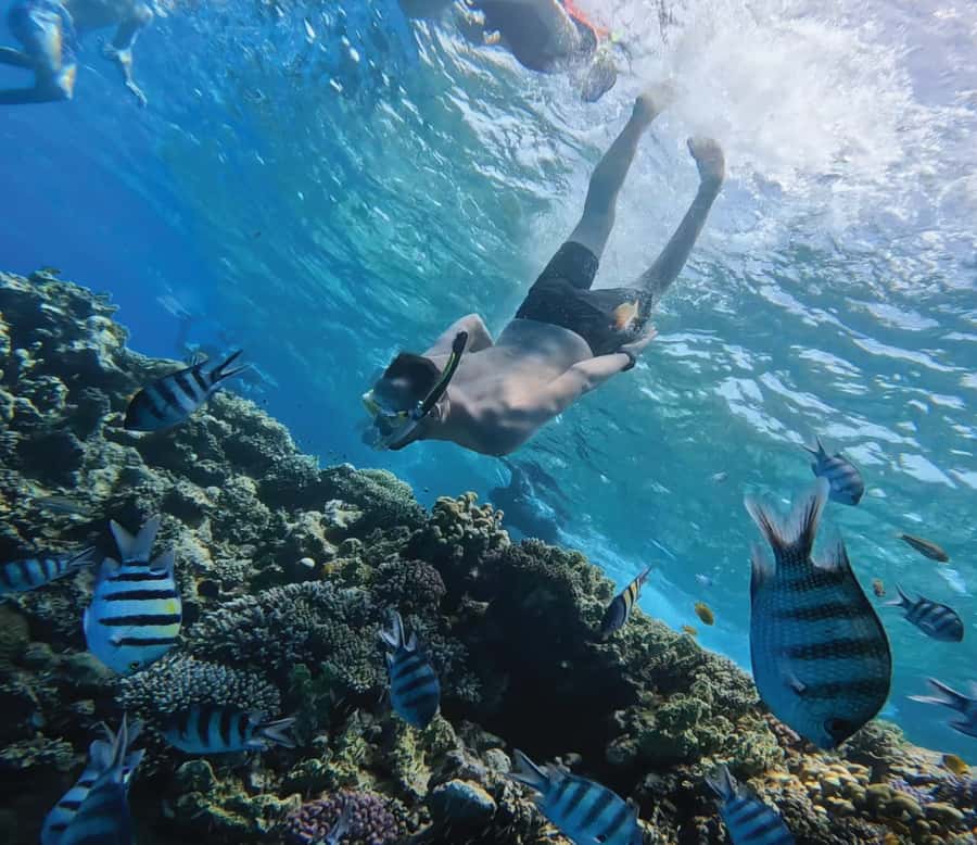 Hurghada: Premium Orange Island Cruise with Lunch & Transfer - Two coral reef stops, with help in the water