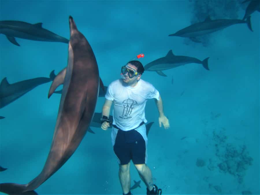 Hurghada: Speedboat Dolphin Watching & Snorkeling with Lunch - The best parts of the day