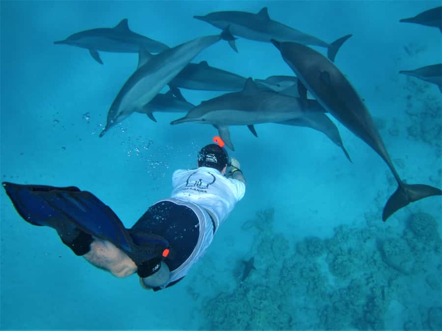 Hurghada: Speedboat Dolphin Watching & Snorkeling with Lunch - Why the speedboat makes a difference