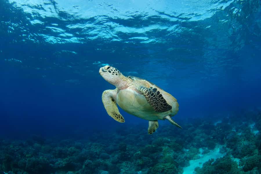 Hurghada: Turtle Bay Speedboat Tour with Snorkeling - The ride to Turtle Bay