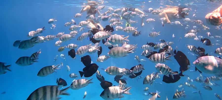 Hurghada: White Island Speedboat Tour, Snorkeling, & Lunch - Lunch, fruit, and the practical extras