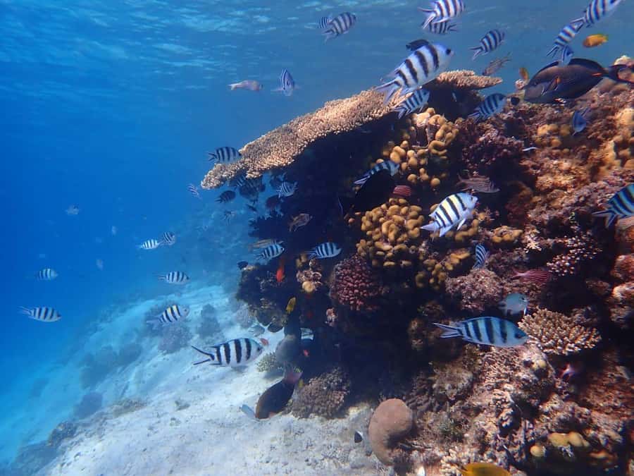 Hurghada: Yacht trip To Magawish island w Snorkeling & Lunch - Two 45-minute snorkeling stops