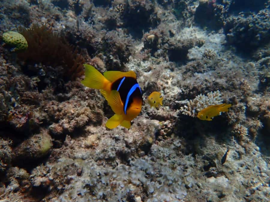 Hurghada: Yacht trip To Magawish island w Snorkeling & Lunch - Two hours on Magawish Island