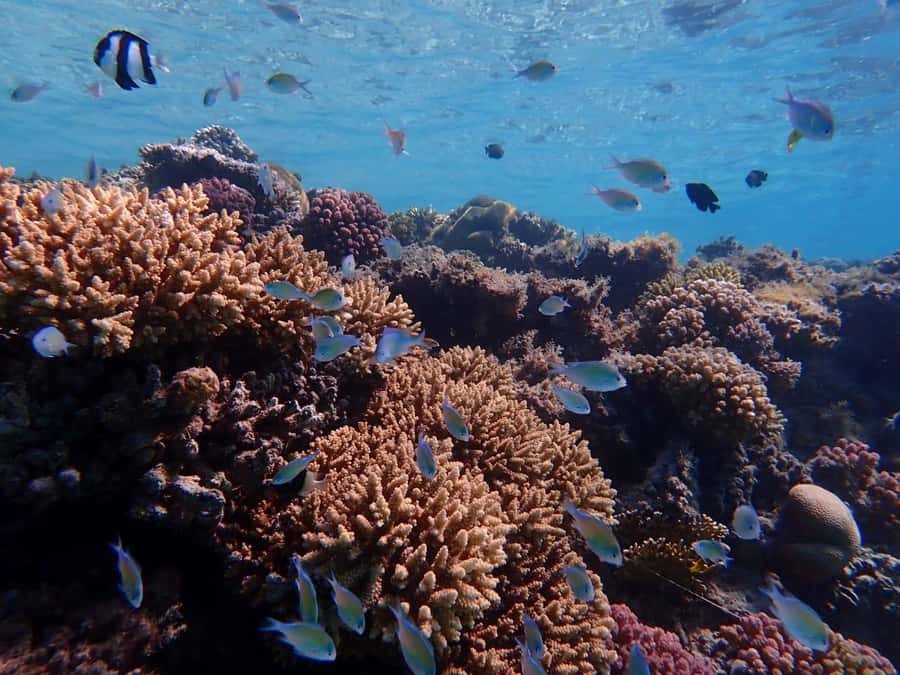 Hurghada: Yacht trip To Magawish island w Snorkeling & Lunch - Who should book this trip?