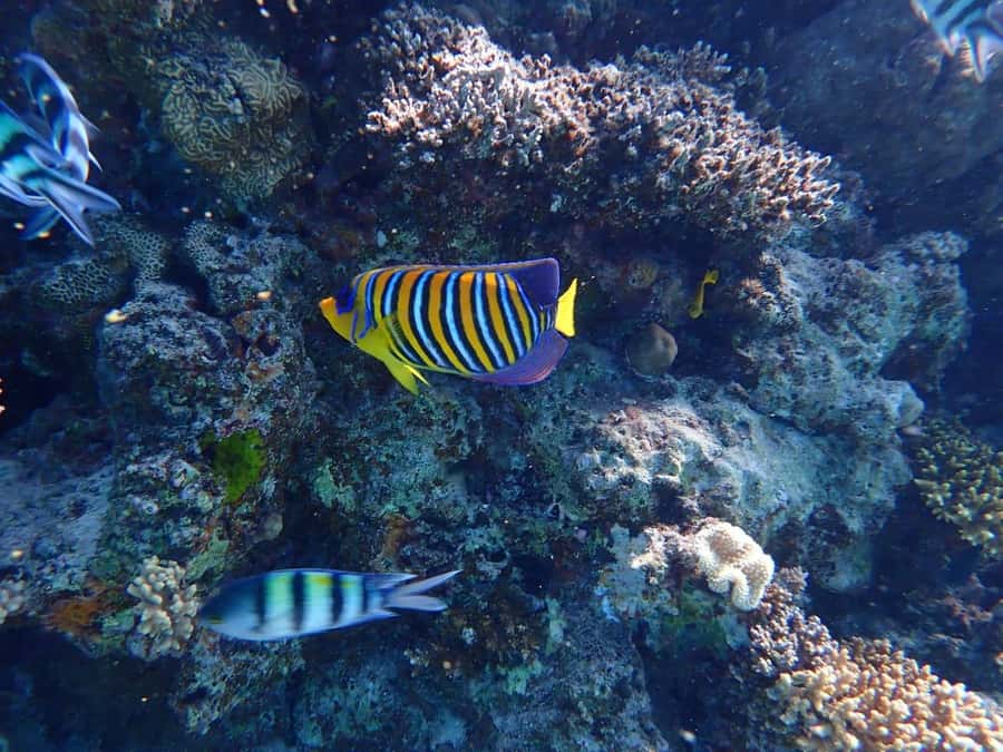 Hurghada: Yacht trip To Magawish island w Snorkeling & Lunch - The final call