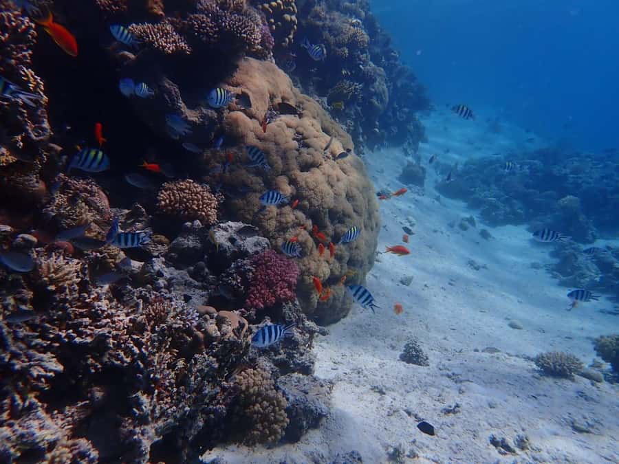 Hurghada: Yacht trip To Magawish island w Snorkeling & Lunch - The mega yacht and the first 30 minutes at sea