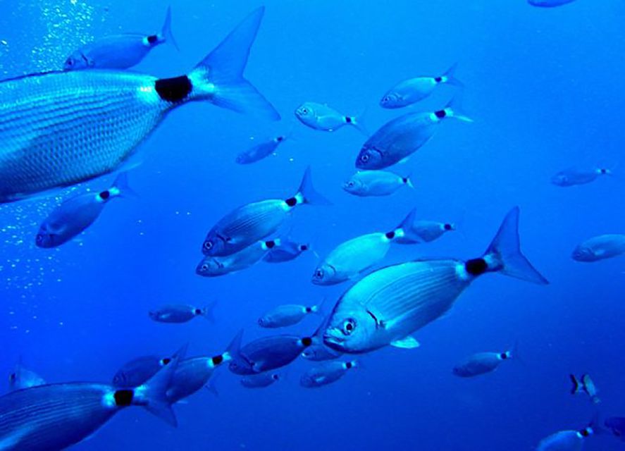 Ibiza: Beach and Cave Snorkeling Tour by Boat - Beaches, caves, and reefs along Ibiza’s coast