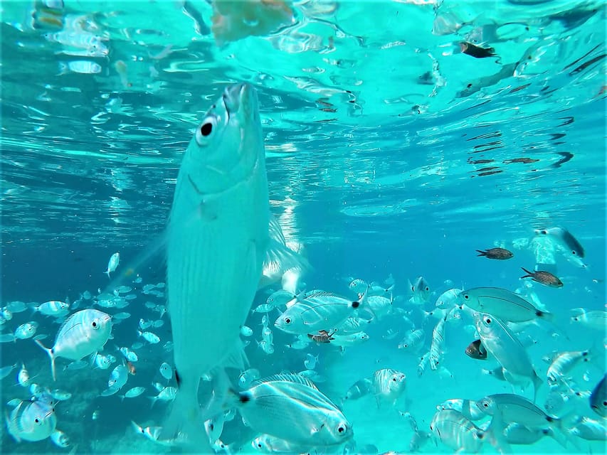 Ibiza: Snorkeling and SUP Paddle, Beach and Cave Tour - Cala Bassa: The More Interesting Snorkeling Stop