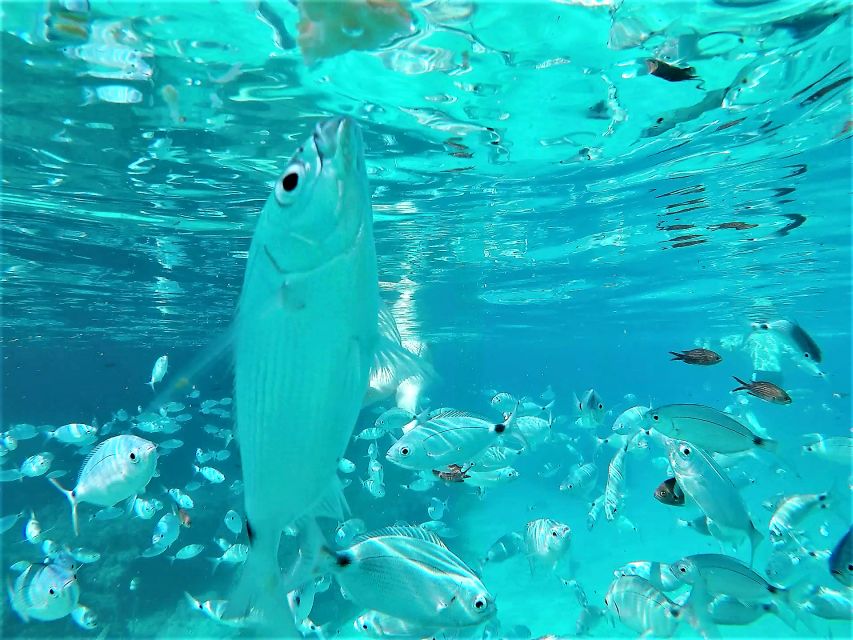 Ibiza: Snorkeling and SUP Paddle, Beach and Cave Tour - The Crew Makes This More Than a Boat Rental