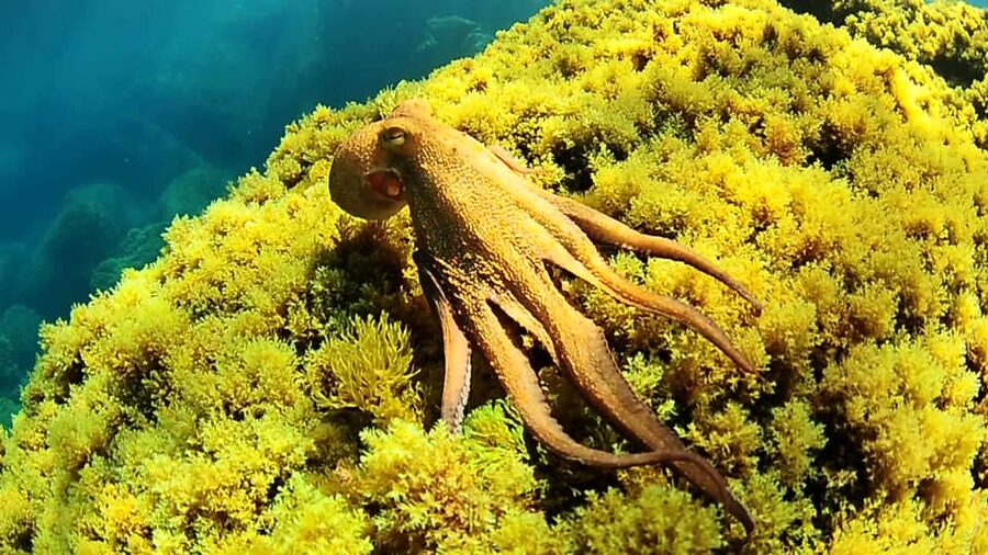 Ibiza: Snorkeling and SUP Paddle, Beach and Cave Tour - Leaving San Antonio for the West Coast