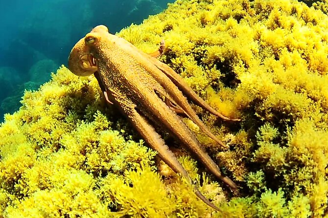 Ibiza Snorkeling Beach and Cave Tour - Weather and jellyfish can change everything