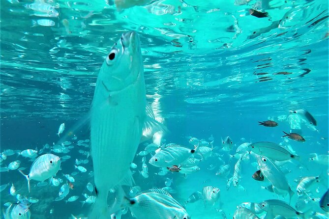Ibiza Snorkeling Beach and Cave Tour - Platges de Comte offers another swim
