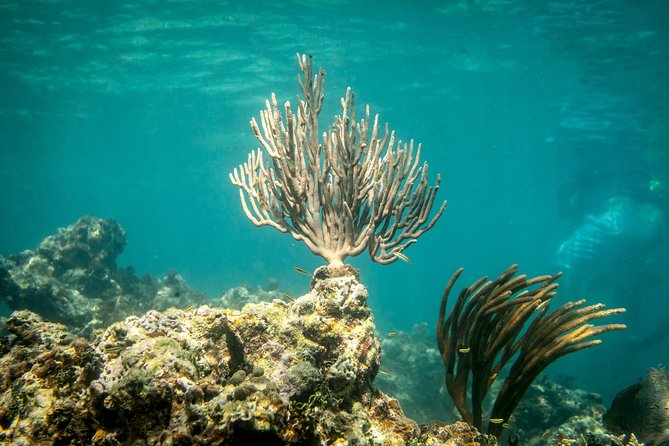 Icacos Deserted Island Catamaran, Snorkel, and Picnic Cruise - Snorkeling with realistic expectations
