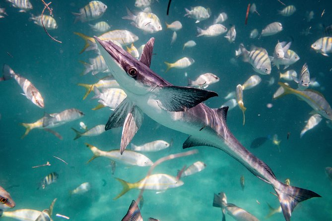 Icacos Deserted Island Catamaran, Snorkel, and Picnic Cruise - The second stretch of swimming and music