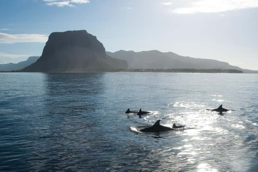 Île aux Bénitiers: Snorkeling w/Dolphins Boat Tour & Lunch - An early start from your hotel