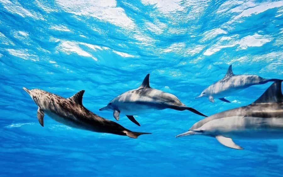 Île aux Bénitiers: Snorkeling w/Dolphins Boat Tour & Lunch - Crystal Rock and the Le Morne view