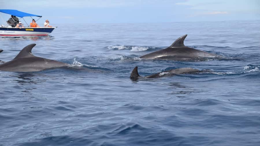 Île aux Bénitiers Snorkeling with Dolphins + Seafood Lunch - Key points to know before booking