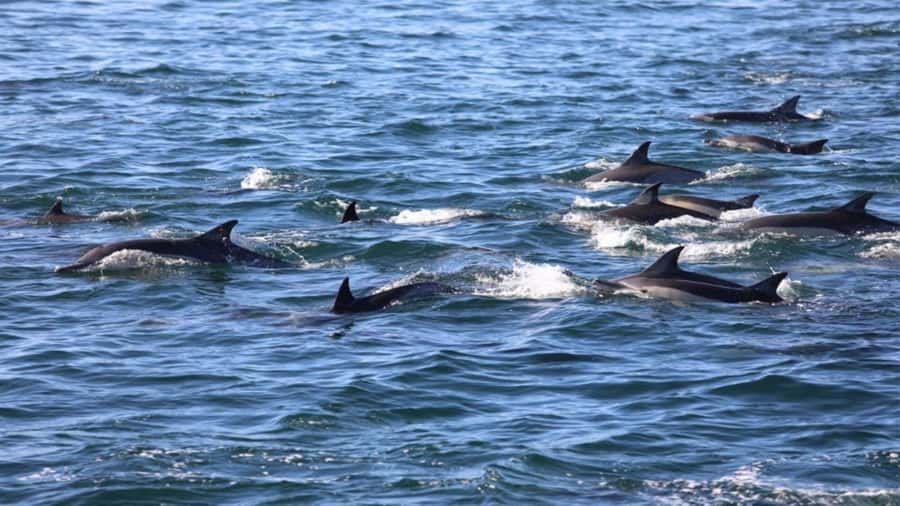Île aux Bénitiers Snorkeling with Dolphins + Seafood Lunch - Who should book this excursion?