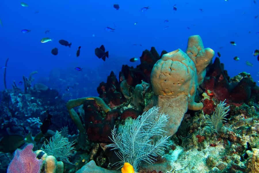 Ilha Do Sal: Snorkeling with Local Guide - What the 90-minute Sal snorkeling trip is like