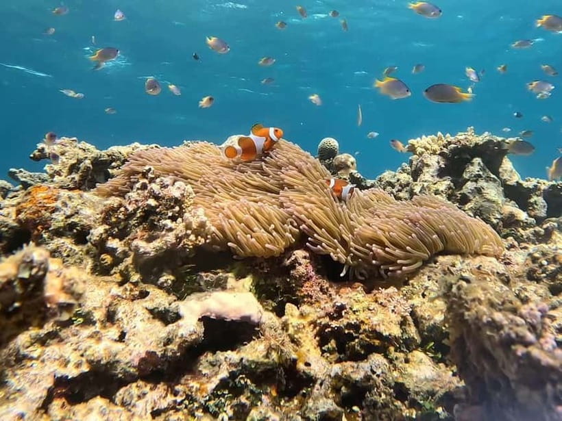 Iriomote: Boat Snorkeling Tour at Barasu Island - Environmental care and responsible snorkeling