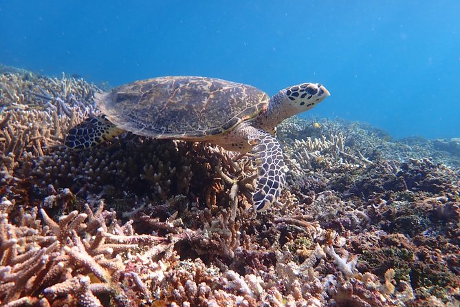 Iriomote Island 1-Day Snorkeling & Mangrove SUP or Canoe - The 11:30 AM break and lunch question