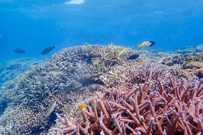 Iriomote Island 1-Day Snorkeling & Mangrove SUP or Canoe - Returning to Uehara Port around 3:15 PM