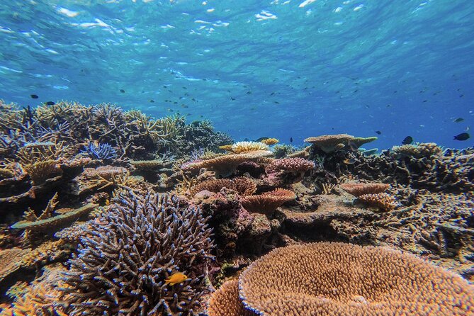 Iriomote Island 1-Day Snorkeling & Mangrove SUP or Canoe - Language, age limits, and who will enjoy it most