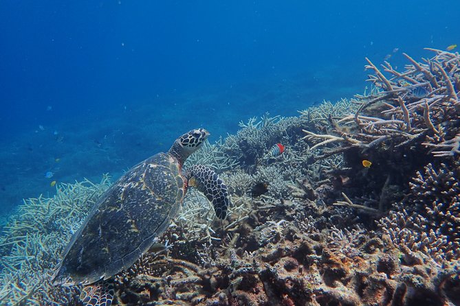 Iriomote Island 1-Day Snorkeling & Mangrove SUP or Canoe - First activity: paddling in sheltered mangrove country