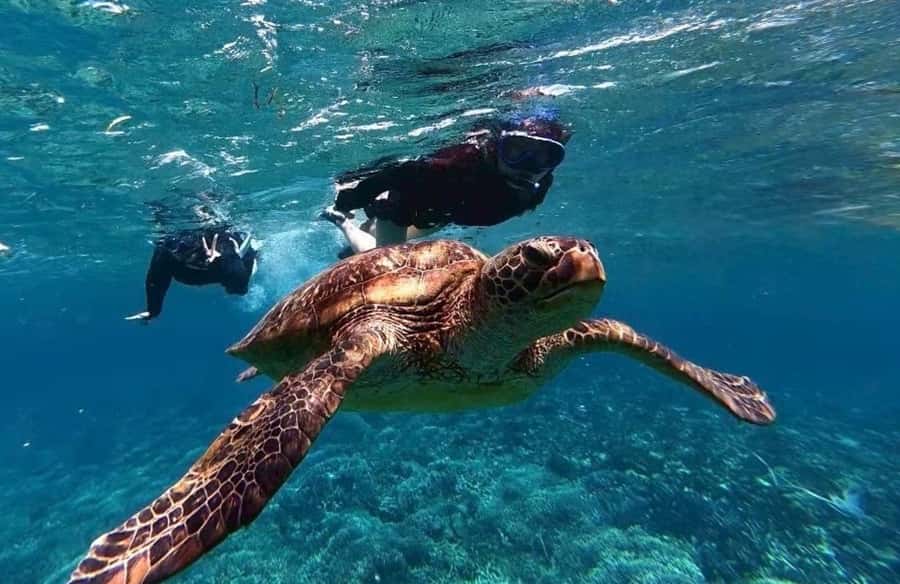 Iriomote Mangrove SUP and Snorkeling at Coral island - One hour of snorkeling near coral and fish