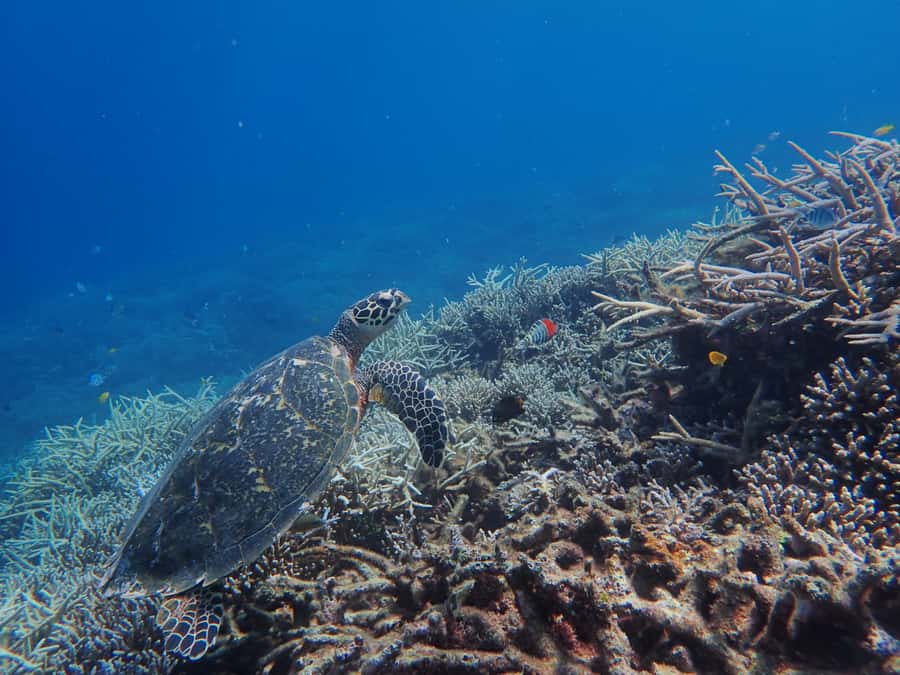 Iriomote Mangrove SUP and Snorkeling at Coral island - The long break between activities